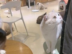 -藏猫猫咖啡主题馆(中央大道店)