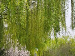 -大兴滨河森林公园