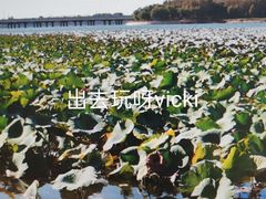 -丁香湖公园