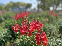 -春花秋色城市公园