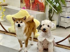 -共舞时光猫咖·狗咖(新街口店)