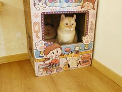 -猫腻·猫咖·撸猫馆(星光大道店)