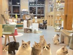 -山宅一喵德文卷毛猫舍