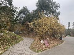 -都江堰中华大熊猫苑
