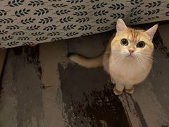 -猫大福·Fortune Cat猫舍(百子湾店)