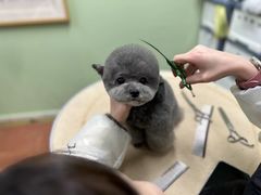 -鑫艺宠物美容培训学校