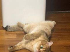 -东方名猫馆·英短金渐层布偶猫舍(环线广场1号楼店)