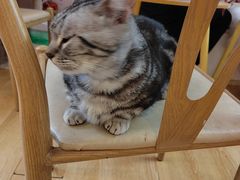 -猫咪派对(江南西店)