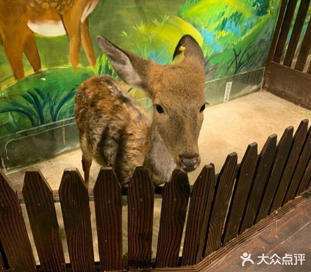 一起来撩小动物吧[亲亲]