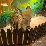 一起来撩小动物吧[亲亲]