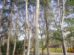 -洛阳市隋唐城遗址植物园