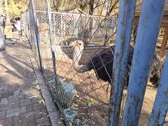 -长白岛森林公园