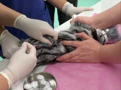-北京观赏动物医院·24小时大型综合·猫专科·异宠专科