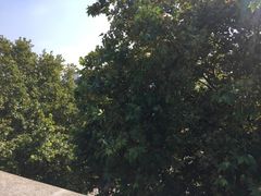 -辛亥革命博物院北区