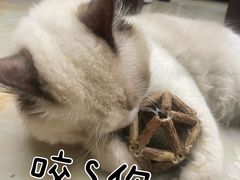 -lincat·猫舍(广州店)