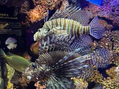 -上海海洋水族馆