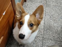 -爱侣宠医·鹦鹉专科·小型哺乳类·异宠专科(灵石路店)