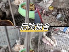-lincat·猫舍(广州店)