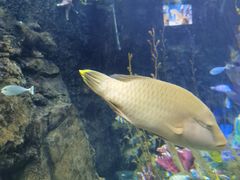 -太平洋海底世界