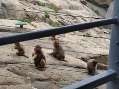 -西霞口神雕山野生动物世界