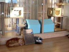 -猫腻·猫咖·撸猫馆(星光大道店)