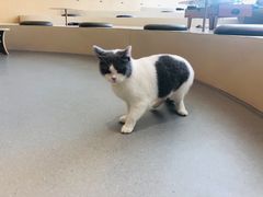 -飞行喵MR PILOT|猫舍·猫咖(静安大融城店)
