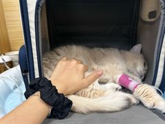 -美联众合爱康动物医院•复杂内科•肿瘤科•牙科•腔镜诊疗中心