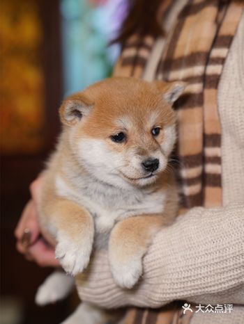 闺蜜如愿买了一只小柴犬