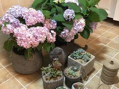-龙大花卉苗木市场