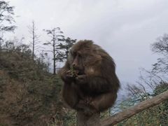 -峨眉山风景名胜区