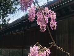 -北京国子监胡同