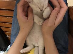 -安安宠医宠物医院·异宠·犬猫内科(岳阳分院)