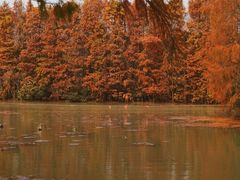 -上海海湾国家森林公园