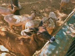 -石家庄市动物园