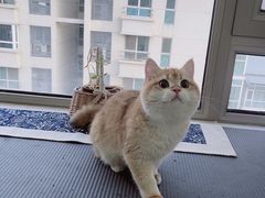 -猫大福·Fortune Cat猫舍(百子湾店)
