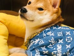 -逗柴咖啡屋·狗咖猫咖宠物桌游