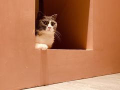 -猫儿山۰猫主题餐厅