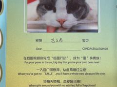 -艾贝尔宠物医院·24H转诊中心·肿瘤猫专科(江宁双龙店)