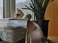 -萌兽医馆·绝育·24小时内科·宠物医院(德胜店)
