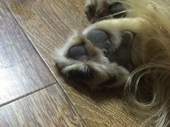 -瑞鹏宠物医院·微创内窥镜·骨外科·牙科(翠竹分院)