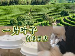 -白茶原·一片叶子