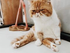 -糯米喵星人·撸猫猫舍咖啡馆(西市场嘉华店)