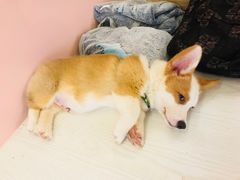 -浣熊柯尔鸭土拨鼠·电玩咖
