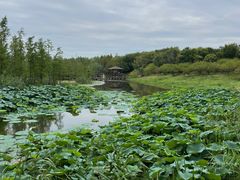 -同里国家湿地公园