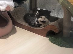 -momokira米努特·德文卷毛猫·棉花面纱犬