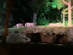 -夜间野生动物园