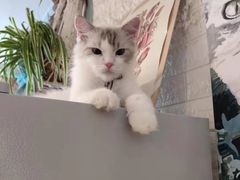 -平行世界·猫咖(首经贸店)