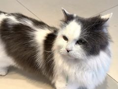 -怪兽屋·羊驼·猫咖·狗咖(俊华广场店)