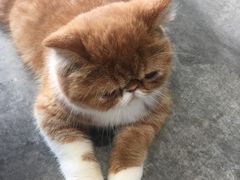 -瞄一喵猫咖(格力海岸店)