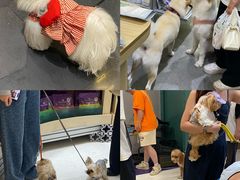 -帕帕拉兹宠物(亚洲旗舰店)